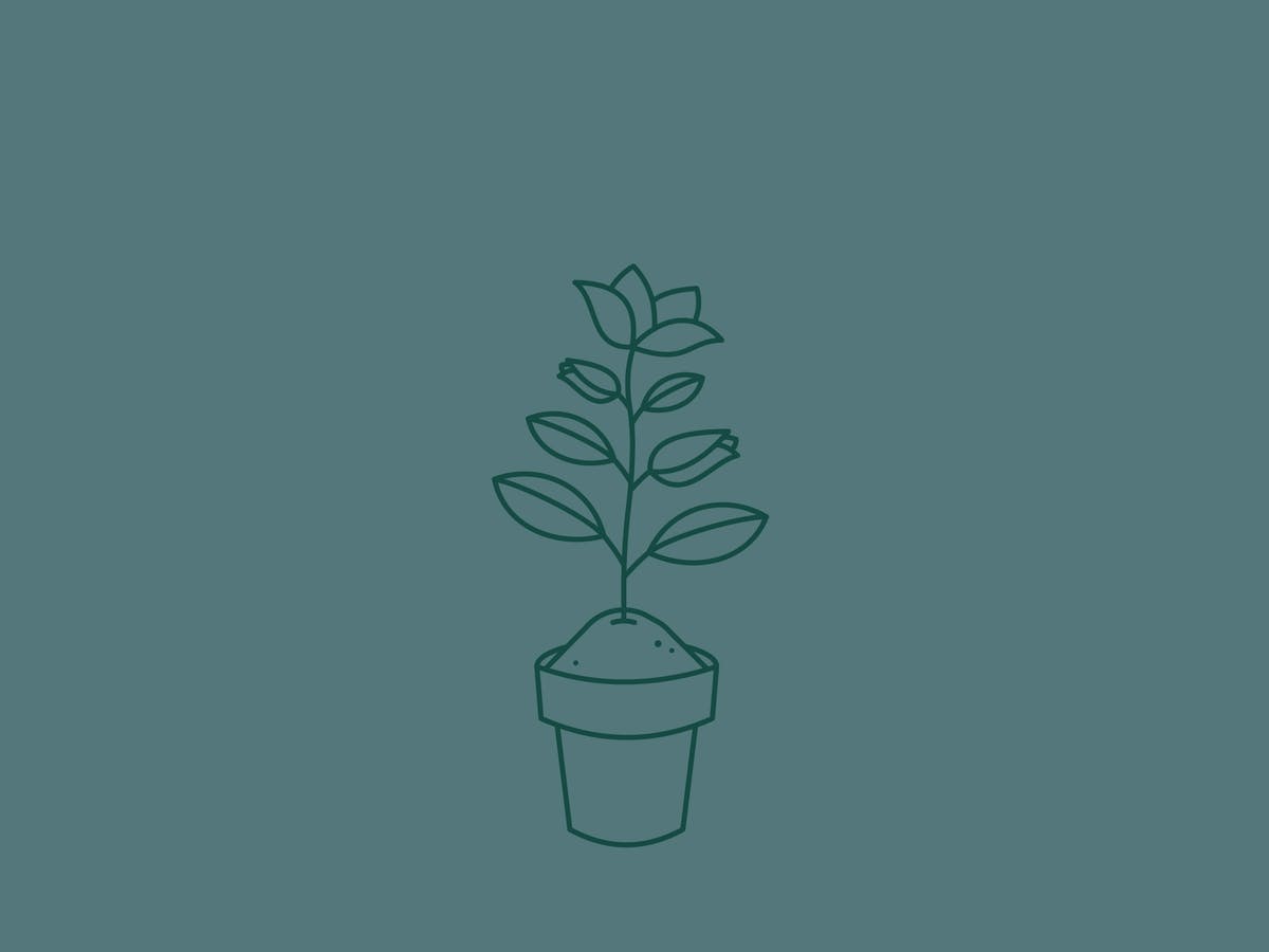 Lineare Illustration auf grauem Hintergrund zeigt eine blühende Pflanze in einem Topf © good matters